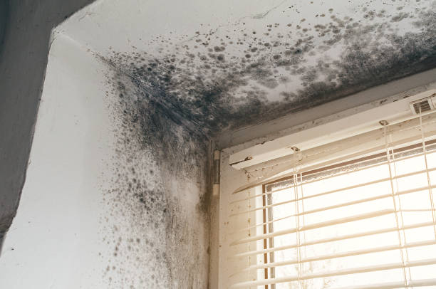 Affordable Mold Remediation solutions in Benton Heights, MI