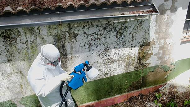 Top rated local Mold Remediation specialists in Benton Heights, MI